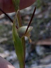 Orthoceras strictum