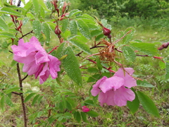 Rosa amblyotis