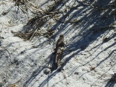 Oedipoda caerulescens