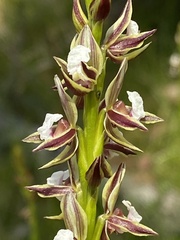 Prasophyllum australe