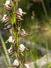 Prasophyllum australe