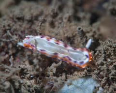 Goniobranchus decorus