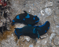 Tambja morosa