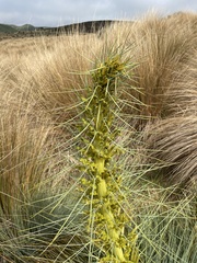 Aciphylla glaucescens