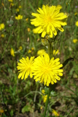 Crepis tectorum