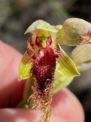 Calochilus pulchellus