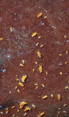 Eumalacostraca