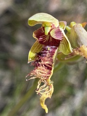 Calochilus pulchellus