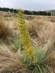 Aciphylla glaucescens