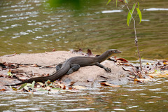 Varanus mertensi