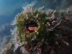 Plagiotremus azaleus