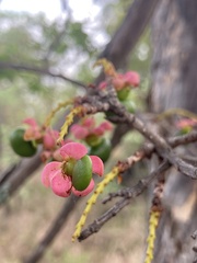 Ochna pulchra