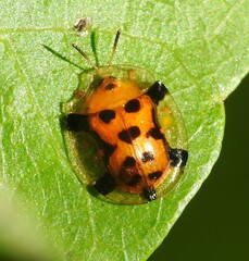 Aspidimorpha westwoodi