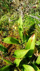 Maianthemum trifolium