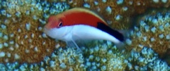 Paracirrhites forsteri