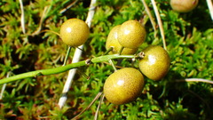 Maianthemum trifolium