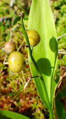 Maianthemum trifolium