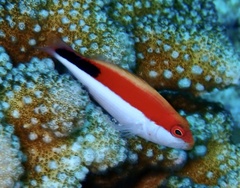 Paracirrhites forsteri