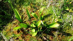 Maianthemum trifolium