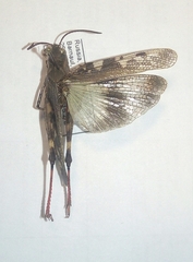 Oedaleus asiaticus