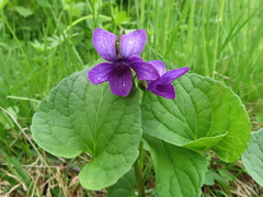 Viola langsdorffii
