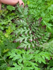 Phacelia tanacetifolia