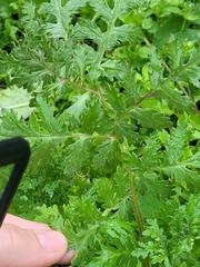 Phacelia tanacetifolia