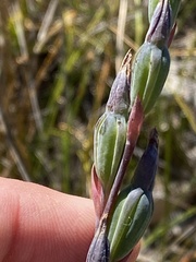 Calochilus