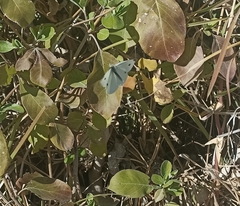 Pieris rapae rapae