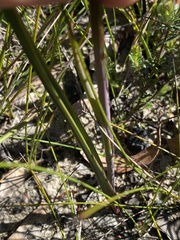 Calochilus