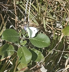 Pieris rapae rapae