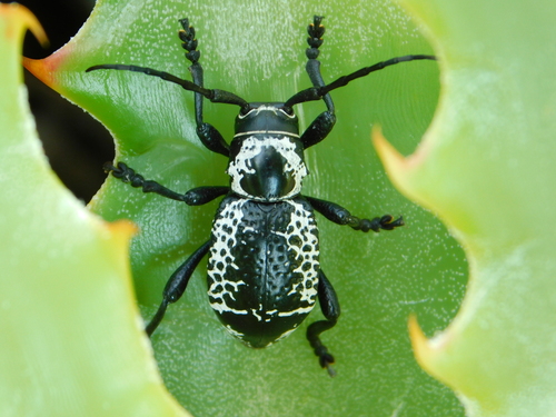 Moneilema albopictum
