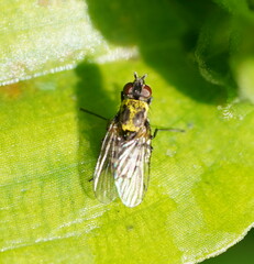 Limnophora