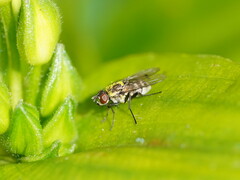 Limnophora