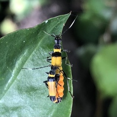 Chauliognathus imperialis