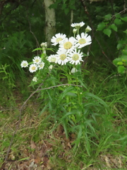 Achillea ptarmica macrocephala