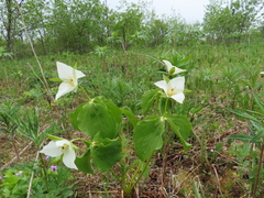 Trillium camschatcense