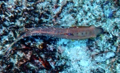 Oxycheilinus bimaculatus