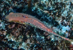 Oxycheilinus bimaculatus