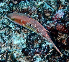 Oxycheilinus bimaculatus