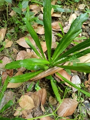 Eryngium foetidum