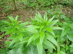 Sisymbrium strictissimum