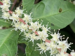 Anredera cordifolia