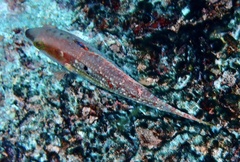 Oxycheilinus bimaculatus