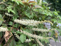 Anredera cordifolia
