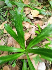 Eryngium foetidum