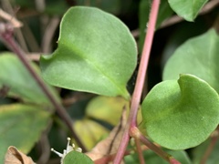 Anredera cordifolia