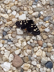 Phalaenoides tristifica