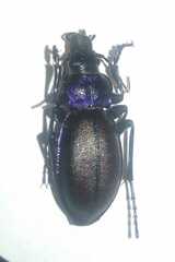 Carabus schoenherri