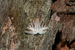 Phrataria replicataria